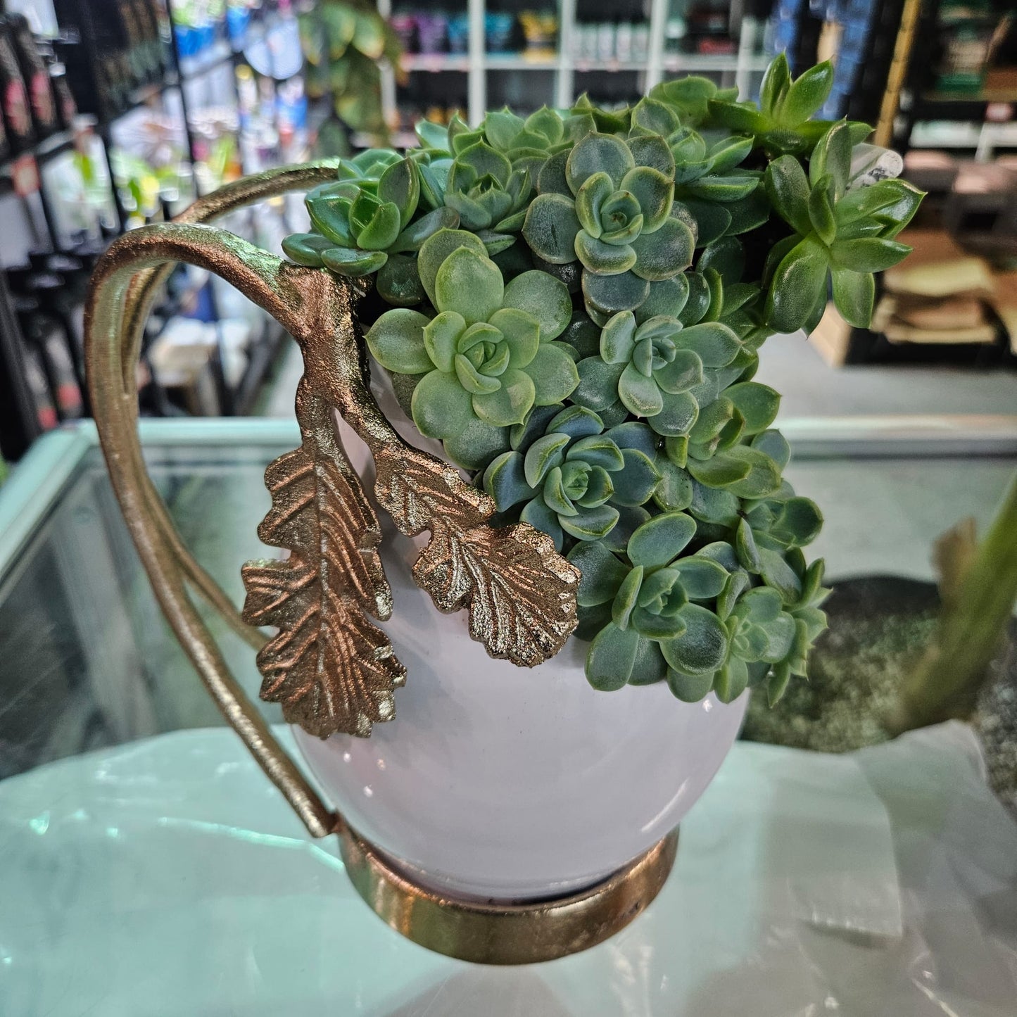 Rare Echeveria Hybrids Succulent Arrangement - #9