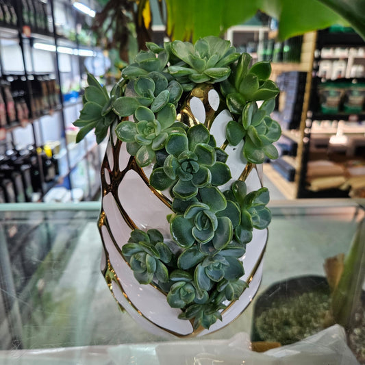 Rare Echeveria Hybrids Succulent Arrangement - #7