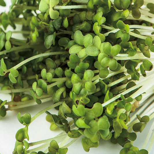 McKenzie Seeds Organic Sprouts Oriental Mustard Seeds