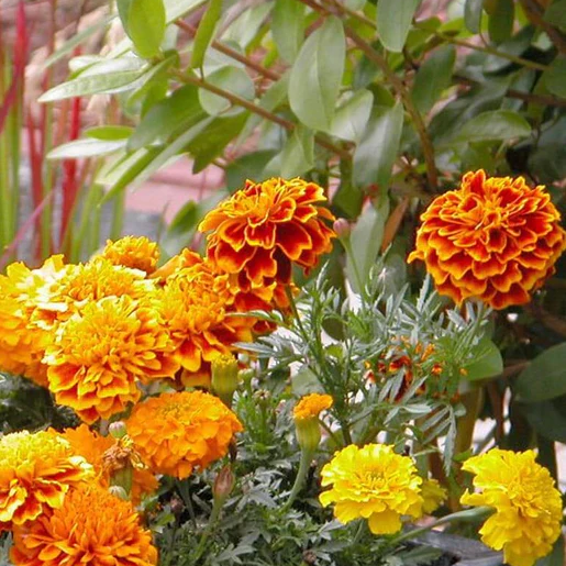 West Coast Seeds Marigolds - Brocade