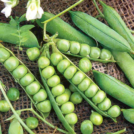 McKenzie Seeds Pea Seeds, Little Marvel