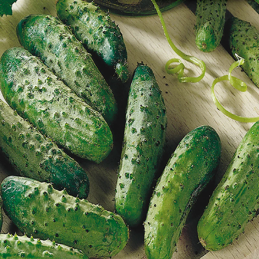 McKenzie Seeds Cucumber Seeds, National Pickling