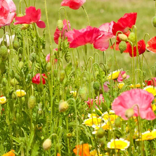 West Coast Seeds Wildflowers - Bee Garden Blend