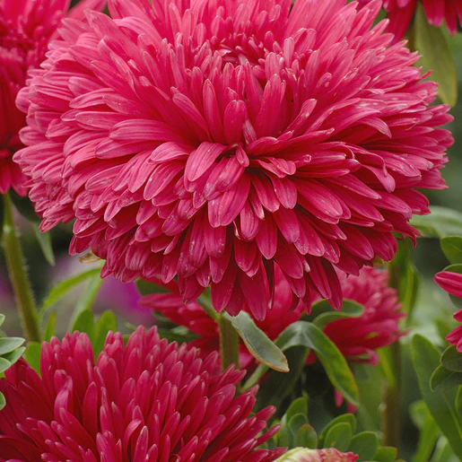 West Coast Seeds Aster - King Size Red