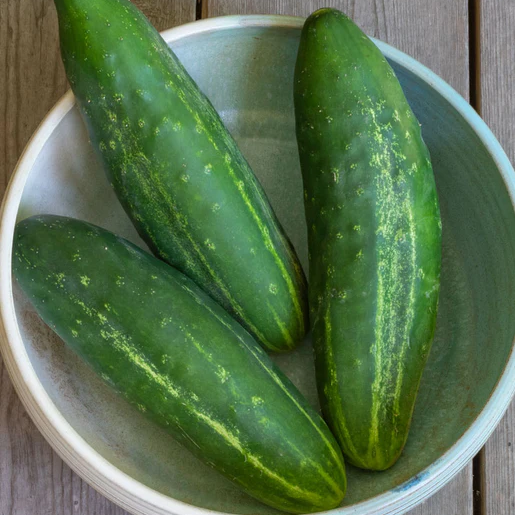 West Coast Seeds Cucumbers - Early Fortune Certified Organic