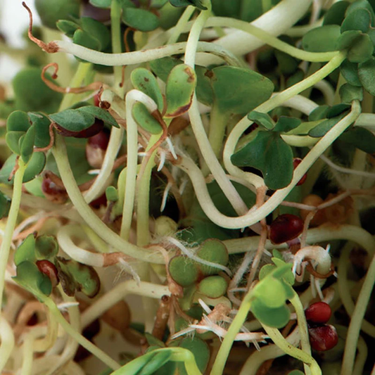 McKenzie Seeds Organic Sprouts Broccoli Brassica Blend Seeds