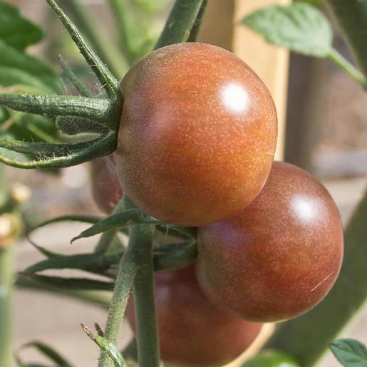 West Coast Seeds Tomatoes - Black Cherry