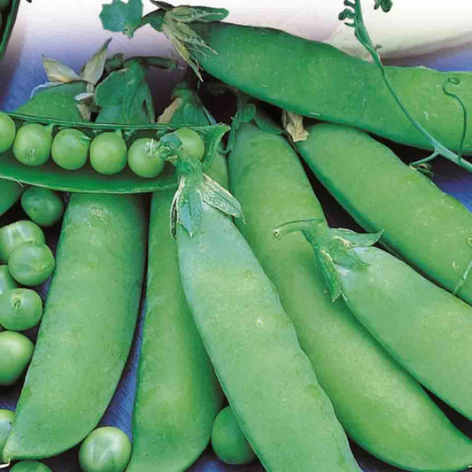McKenzie Seeds Pea Seeds, Lincoln Homesteader