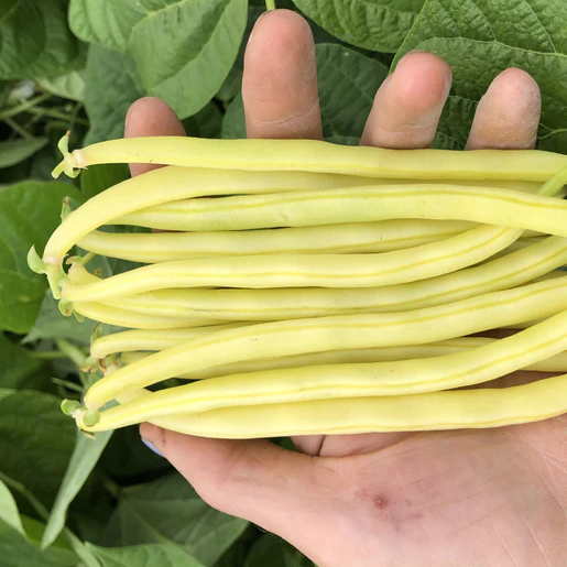 West Coast Seeds Bean - Gold Rush Certified Organic