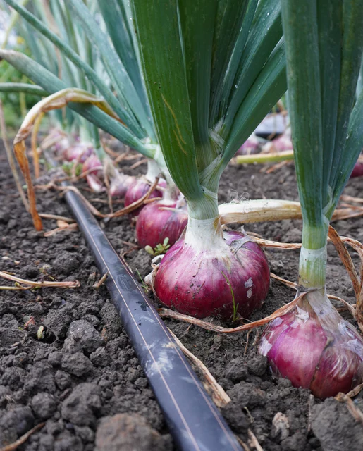 West Coast Seeds Onions - Blush F1