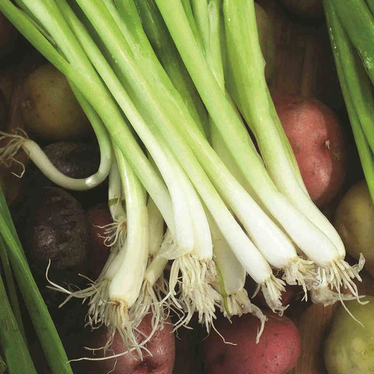 McKenzie Seeds Organic Onion Seeds, Evergreen Bunching