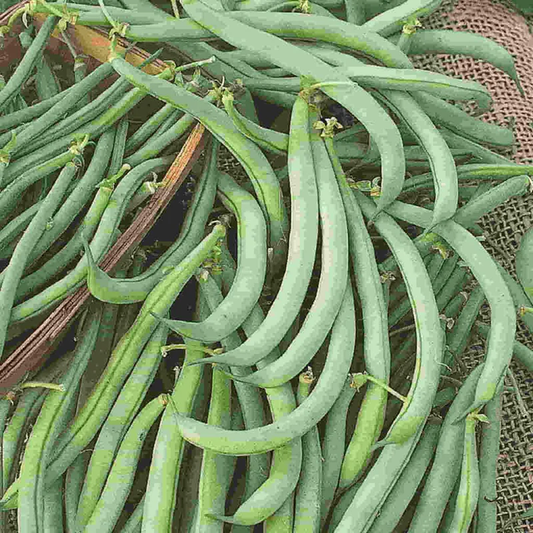 McKenzie Seeds Bean Seeds, Tendergreen Improved Bush