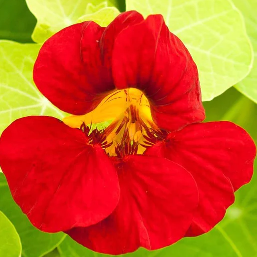 West Coast Seeds Nasturtiums - Empress of India