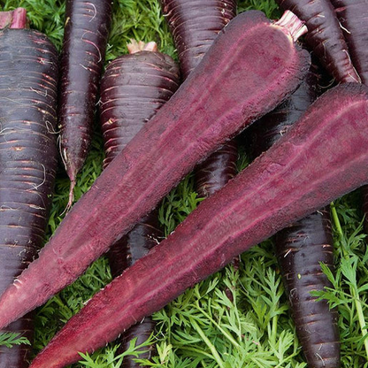 西海岸种子胡萝卜 - 深紫色 F1（包衣）