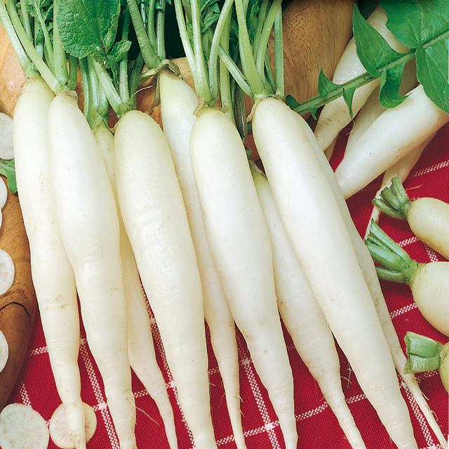 McKenzie Seeds Radish Seeds, White Icicle