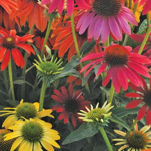 West Coast Seeds Echinacea - Echinachea Cheyenne Spirit Mix
