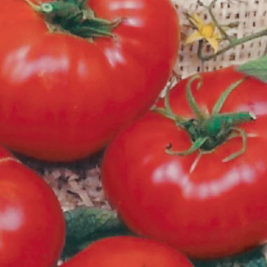McKenzie Seeds Organic Tomato Seeds, Brandywine