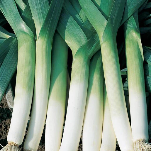 West Coast Seeds Leeks - Swiss Giant Lancia (Coated) Certified Organic