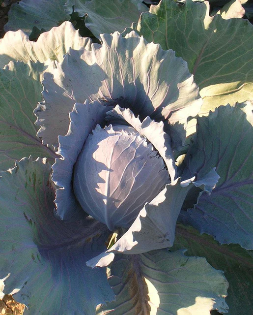 West Coast Seeds Cabbage - Integro Coated Organic