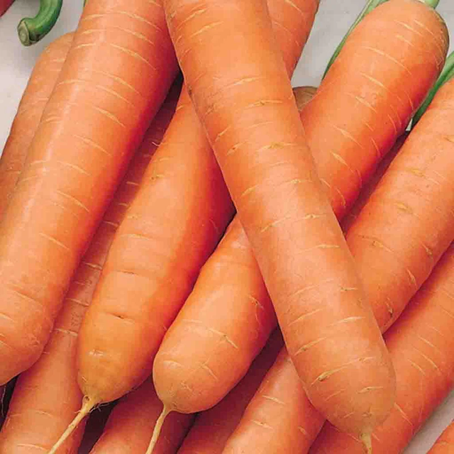 McKenzie Seeds Organic Carrot Seeds, Touchon