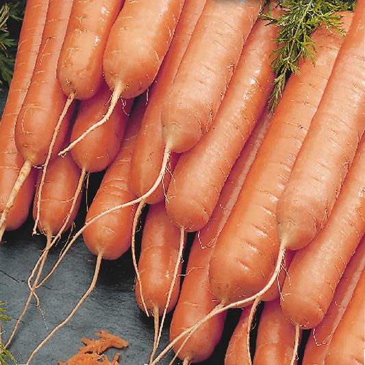 McKenzie Seeds Carrot Seeds, Little Finger