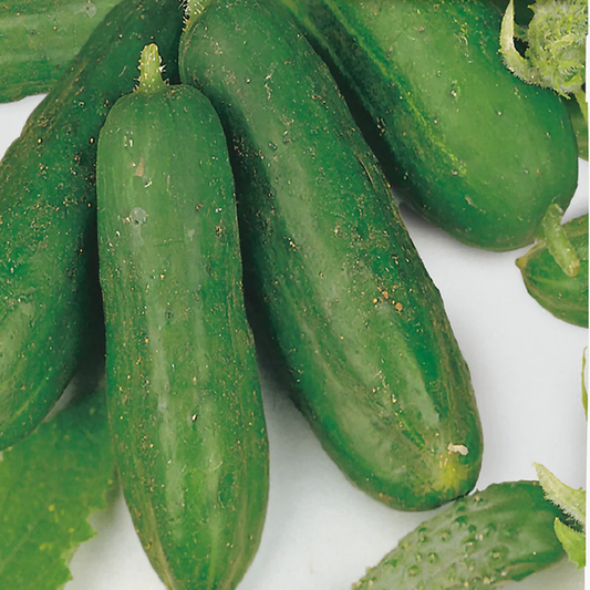 McKenzie Seeds Cucumber Seeds, Early Russian