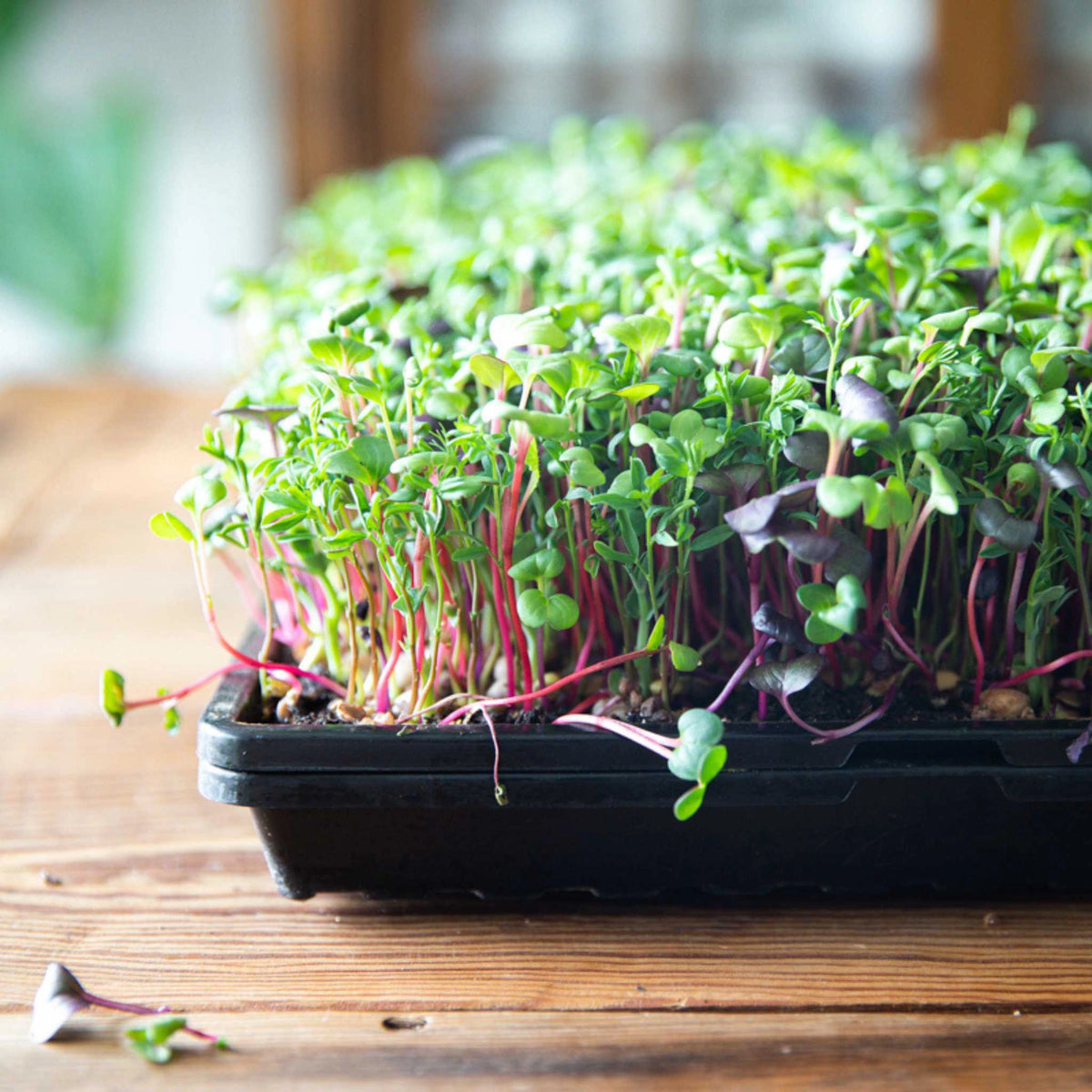 Bootstrap Farmer Heavy Duty Microgreen Shallow Tray 10x20 - Black