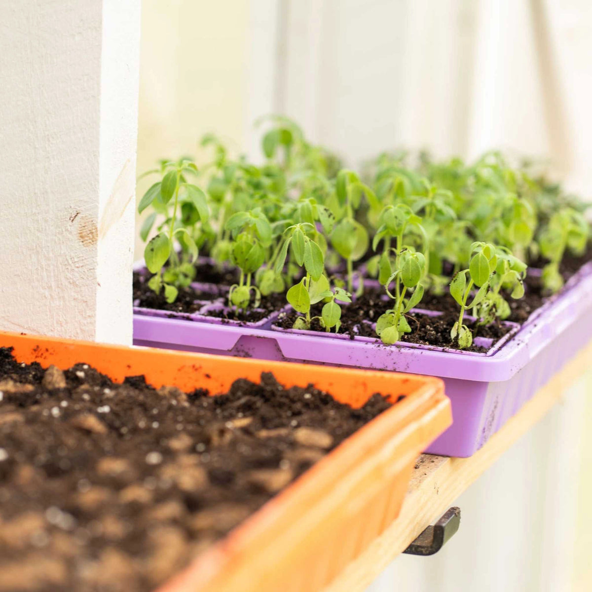 Bootstrap Farmer Heavy Duty Propagation Tray 10x20 - Purple
