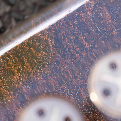 Bootstrap Farmer Vented Humidity Dome 1010 - Clear
