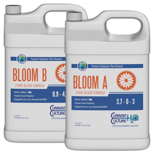 Current Culture Bloom A - 1 Quart