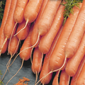 McKenzie Seeds Carrot Seeds, Little Finger