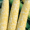 McKenzie Seeds Corn Seeds, Peaches and Cream Bicolor SU