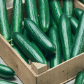 McKenzie Seeds Cucumber Seeds, Beit Alpha Burpless Lebanese Type