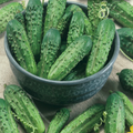McKenzie Seeds Cucumber Seeds, Homemade Pickles