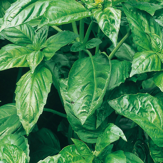 McKenzie Seeds Organic Basil Seeds, Cinnamon
