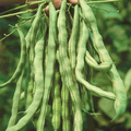 McKenzie Seeds Organic Bean Seeds, Kentucky Wonder Pole
