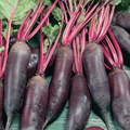McKenzie Seeds Organic Beet Seeds, Cylindra Formanova