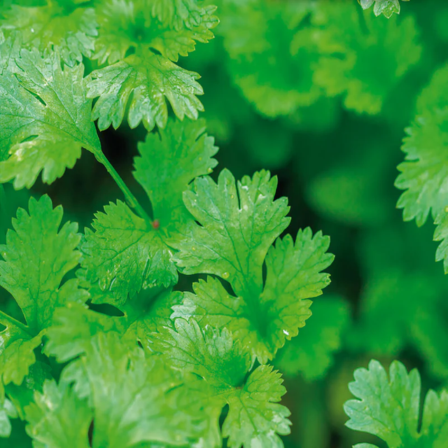 McKenzie Seeds Organic Cilantro Seeds, Coriander