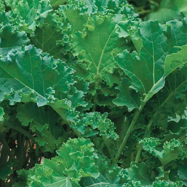 McKenzie Seeds Organic Kale Seed Tape, Siberian