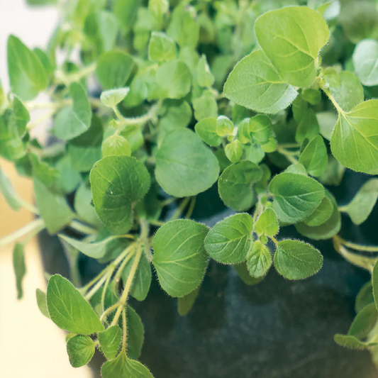 McKenzie Seeds Organic Oregano Seeds