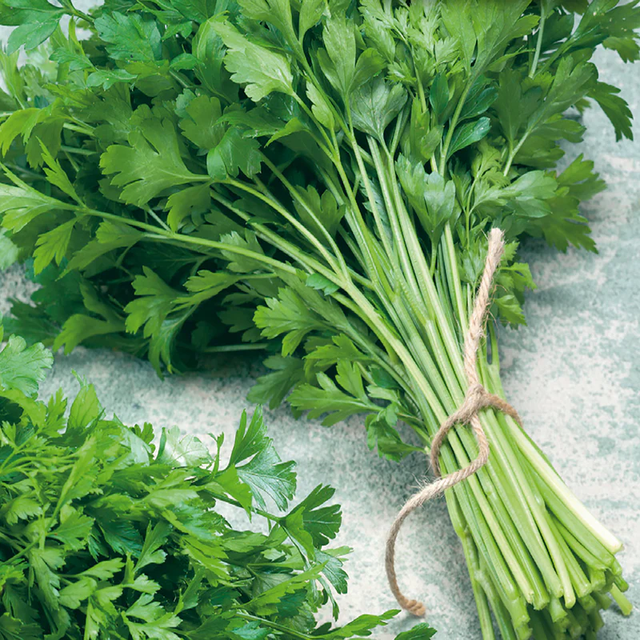 McKenzie Seeds Organic Parsley Seeds, Italian Dark Green