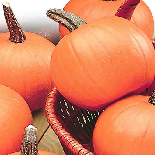McKenzie Seeds Organic Pumpkin Seeds, Small Sugar
