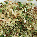 McKenzie Seeds Organic Sprouts Alfalfa Seeds