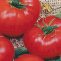 Graines de tomates biologiques McKenzie Seeds, Brandywine
