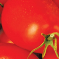 McKenzie Seeds Organic Tomato Seeds, Roma