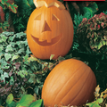 McKenzie Seeds Pumpkin Seeds, Jack O'Lantern
