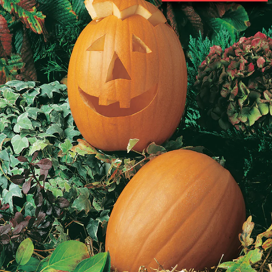 McKenzie Seeds Pumpkin Seeds, Jack O'Lantern