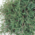 McKenzie Seeds Summer Savory Seeds
