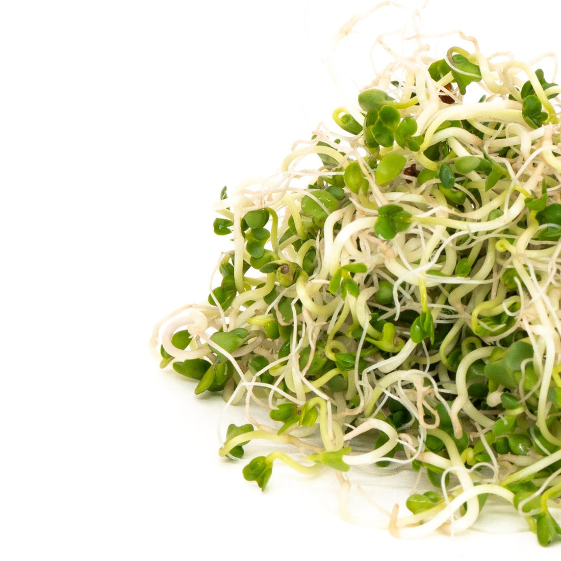 Mumm's Sprouting Seeds Broccoli