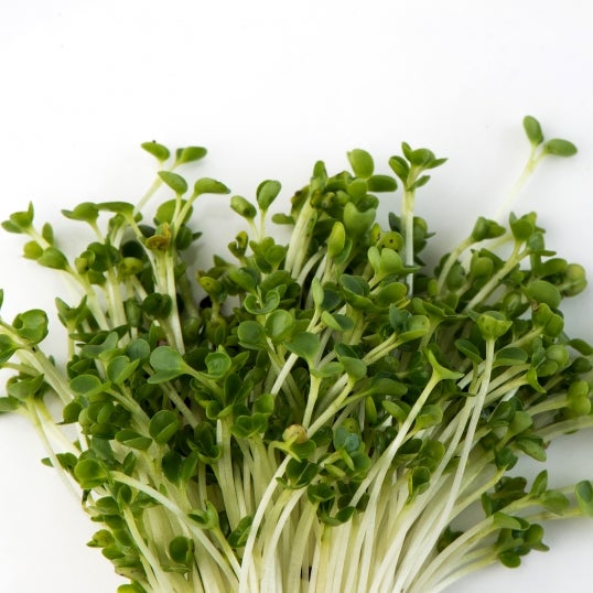 Mumm's Sprouting Seeds Green Kale - 100 Grams